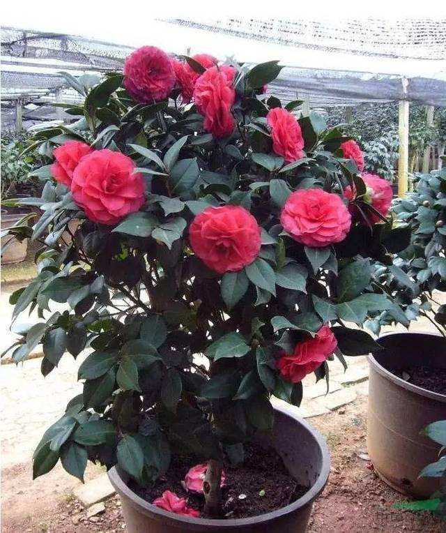 夏天给花(huā)施这2种“肥”,不是烂根就是黄叶,别忽视